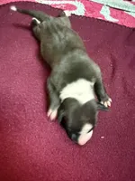 Gable, a male Italian Greyhound for sale in Hickory, NC – Photo 6 of 10