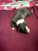 Gable, a male Italian Greyhound for sale in Hickory, NC – Photo 8 of 10