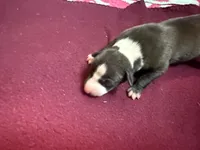 Gable, a male Italian Greyhound for sale in Hickory, NC – Photo 2 of 10