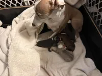 Gable, a male Italian Greyhound for sale in Hickory, NC – Photo 10 of 10