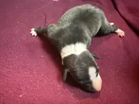 Gable, a male Italian Greyhound for sale in Hickory, NC – Photo 4 of 10