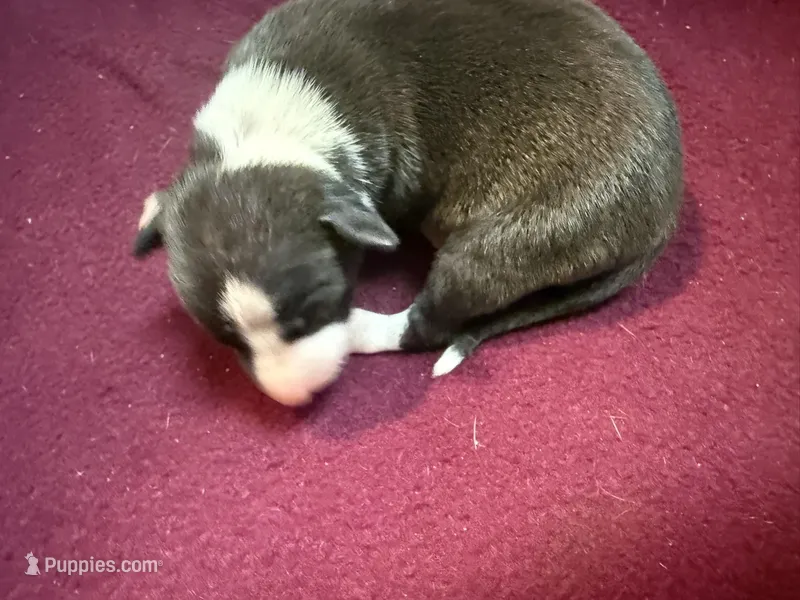 Gable – Italian Greyhound puppy for sale in Hickory, NC