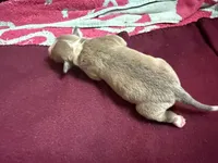 Redford, a male Italian Greyhound for sale in Hickory, NC – Photo 3 of 5