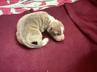 Redford, a male Italian Greyhound for sale in Hickory, NC – Photo 1 of 5