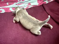 Redford, a male Italian Greyhound for sale in Hickory, NC – Photo 5 of 5