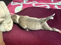 Redford, a male Italian Greyhound for sale in Hickory, NC – Photo 4 of 5