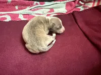 Redford, a male Italian Greyhound for sale in Hickory, NC – Photo 2 of 5