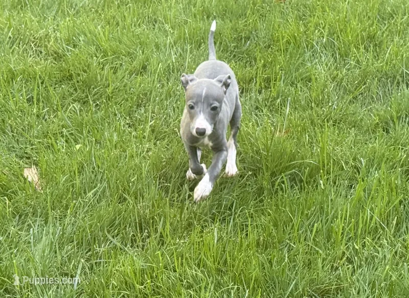 AKC Bleu – Italian Greyhound puppy on hold in Hickory, NC