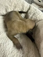 AKC Rose, a female Italian Greyhound for sale in Hickory, NC – 5 of 5