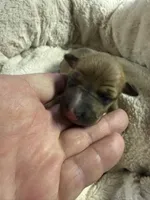 AKC Rose, a female Italian Greyhound for sale in Hickory, NC – 4 of 5