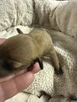 AKC Rose, a female Italian Greyhound for sale in Hickory, NC – 3 of 5