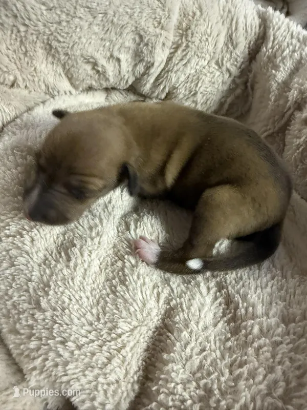 AKC Rose – Italian Greyhound puppy for sale in Hickory, NC