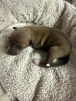AKC Rose, a female Italian Greyhound for sale in Hickory, NC – 1 of 5