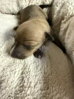 AKC Rose, a female Italian Greyhound for sale in Hickory, NC – 2 of 5