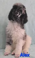 Duke, a male Poodle - Standard  for sale in Phelan, CA – 1 of 1
