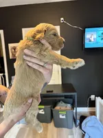 Skittles, a male Goldendoodle for sale in Rock Hill, SC – Photo 2 of 3