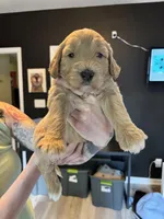 Skittles, a male Goldendoodle for sale in Rock Hill, SC – Photo 1 of 3