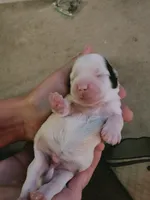 CHRISTMAS EVE READY PUPPIES COMING, a  Mal Shi for sale in Farmington, MN – 2 of 10