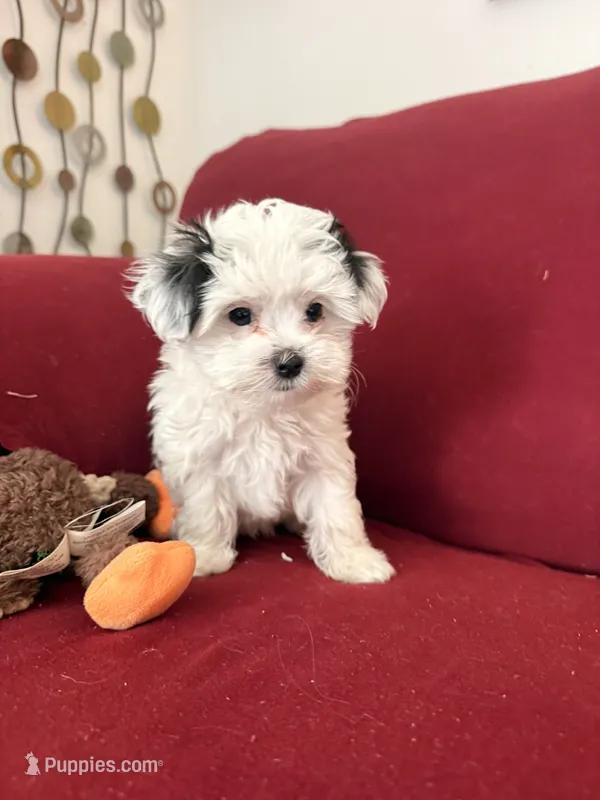 Jet – Mal Shi puppy for sale in Farmington, MN