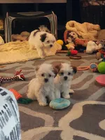 Joy, a female Mal Shi for sale in Farmington, MN – 4 of 10