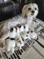 CHRISTMAS EVE READY PUPPIES COMING, a  Mal Shi for sale in Farmington, MN – 4 of 10