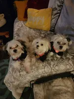 CHRISTMAS EVE READY PUPPIES COMING, a  Mal Shi for sale in Farmington, MN – 7 of 10