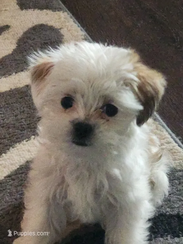 CHRISTMAS EVE READY PUPPIES COMING – Mal Shi puppy for sale in Farmington, MN