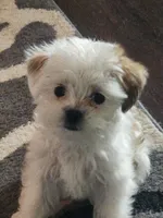 CHRISTMAS EVE READY PUPPIES COMING, a  Mal Shi for sale in Farmington, MN – 1 of 10