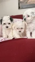 Joy - Pending adoption, a female Mal Shi for sale in Farmington, MN – 3 of 10
