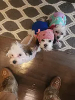 CHRISTMAS EVE READY PUPPIES COMING, a  Mal Shi for sale in Farmington, MN – 9 of 10