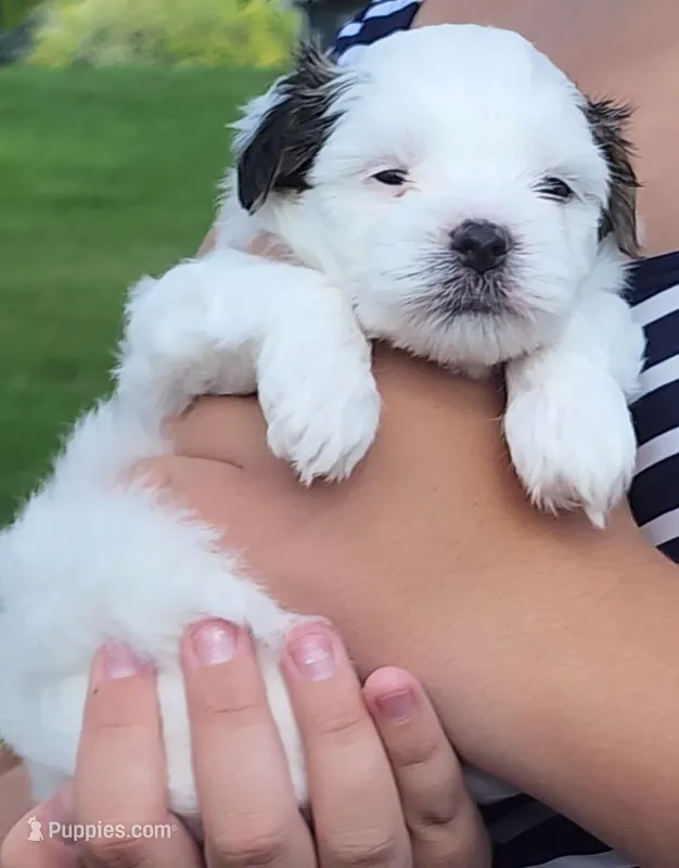 Jet – Mal Shi puppy for sale in Farmington, MN