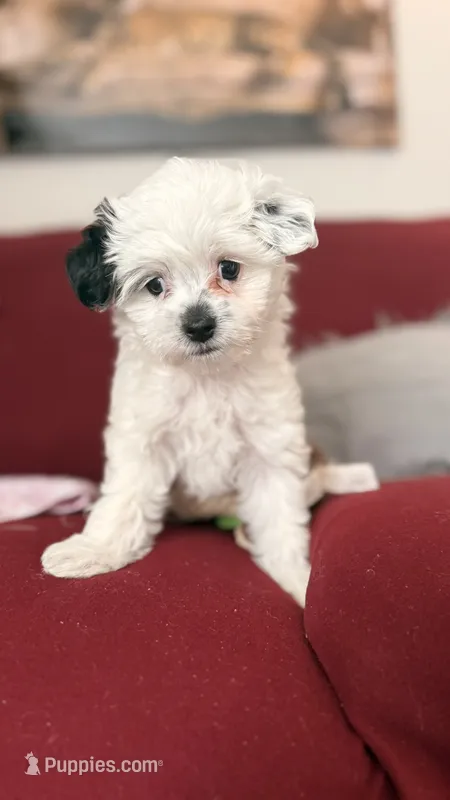 Junie – Mal Shi puppy for sale in Farmington, MN