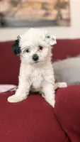 Junie Bee, a female Mal Shi for sale in Farmington, MN – 1 of 8