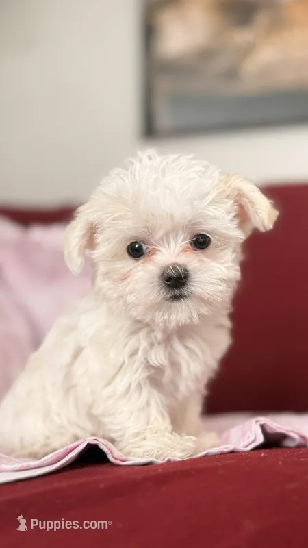Joy – Mal Shi puppy for sale in Farmington, MN