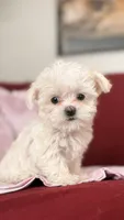 Joy - Pending adoption, a female Mal Shi for sale in Farmington, MN – 1 of 10
