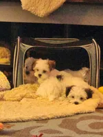 CHRISTMAS EVE READY PUPPIES COMING, a  Mal Shi for sale in Farmington, MN – 8 of 10