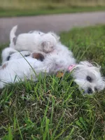 Joy, a female Mal Shi for sale in Farmington, MN – 9 of 10