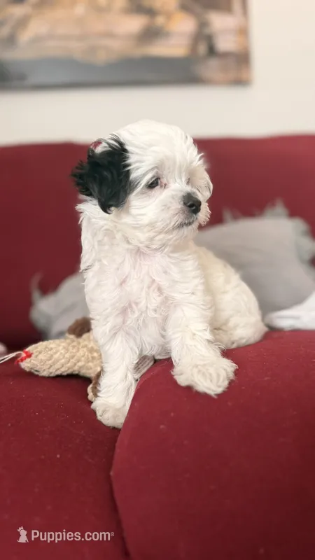 Jasmine – Mal Shi puppy for sale in Farmington, MN