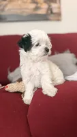 Junie Bee, a female Mal Shi for sale in Farmington, MN – 8 of 8