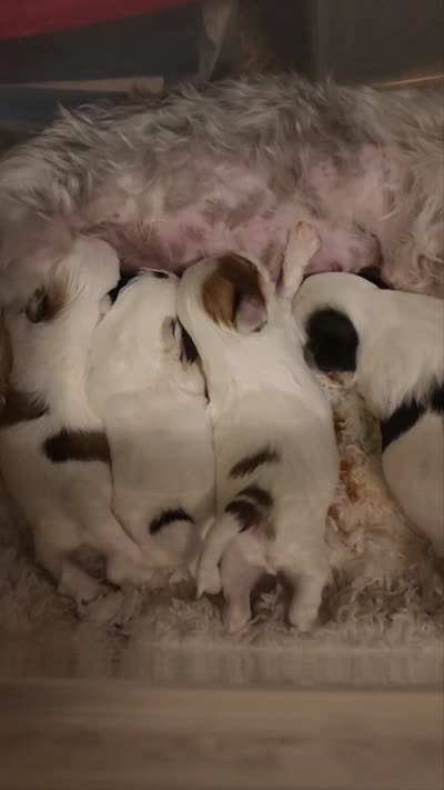 Joy, a female Mal Shi for sale in Farmington, MN – 10 of 10