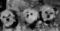 Jet, a male Mal Shi for sale in Farmington, MN – 10 of 10