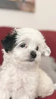 Junie Bee, a female Mal Shi for sale in Farmington, MN – 2 of 8