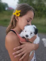 CHRISTMAS EVE READY PUPPIES COMING, a  Mal Shi for sale in Farmington, MN – 6 of 10