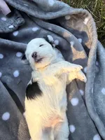 Jet, a male Mal Shi for sale in Farmington, MN – 5 of 10
