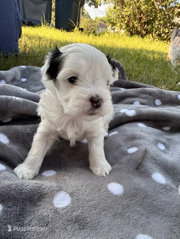 Junie – Mal Shi puppy for sale in Farmington, MN