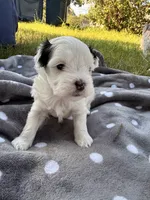 Junie, a female Mal Shi for sale in Farmington, MN – 1 of 4