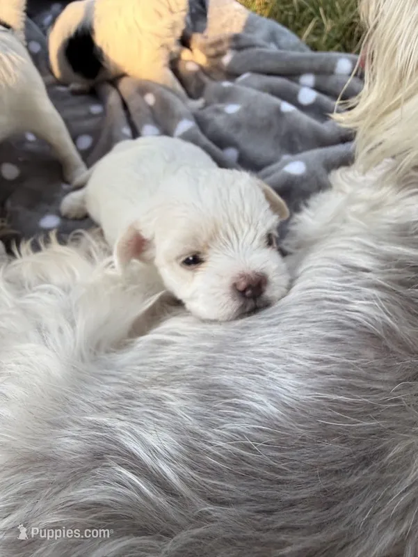 Joy – Mal Shi puppy for sale in Farmington, MN
