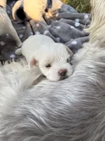 Joy, a female Mal Shi for sale in Farmington, MN – 1 of 10