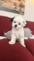 Junie Bee, a female Mal Shi for sale in Farmington, MN – 3 of 8
