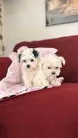 Joy - Pending adoption, a female Mal Shi for sale in Farmington, MN – 2 of 10